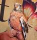 Parakeet Birds for sale in Albany, NY, USA. price: NA