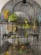 Parakeet Birds for sale in Pflugerville, TX 78660, USA. price: NA