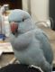 Parakeet Birds for sale in Los Angeles, CA, USA. price: $500