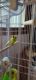 Parakeet Birds for sale in 8604 Graber Rd, Grabill, IN 46741, USA. price: $40