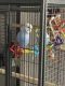 Parakeet Birds for sale in Phoenix, AZ 85032, USA. price: NA