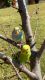 Parakeet Birds for sale in Anna, TX 75409, USA. price: NA