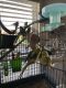 Parakeet Birds for sale in 49641 Lakebridge Dr, Shelby Township, MI 48315, USA. price: $45