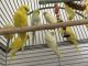 Parakeet Birds for sale in Sunnyvale, CA, USA. price: $40