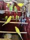 Parakeet Birds for sale in Encino, Los Angeles, CA, USA. price: NA