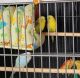 Parakeet Birds for sale in Jacksonville, FL, USA. price: NA