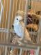 Parakeet Birds for sale in 5936 Highland Hills Dr, Dallas, TX 75241, USA. price: $85