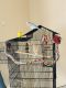 Parakeet Birds for sale in Piqua, OH 45356, USA. price: NA