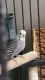 Parakeet Birds for sale in Little Chute, WI 54911, USA. price: NA