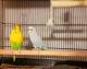 Parakeet Birds for sale in Fayetteville, NC, USA. price: NA