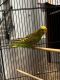 Parakeet Birds for sale in Inver Grove Heights, MN, USA. price: $70