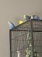 Parakeet Birds for sale in Woodstock, GA, USA. price: $25