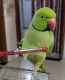 Parakeet Birds for sale in Florida's Turnpike, Orlando, FL, USA. price: NA