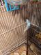 Parakeet Birds for sale in Holyoke, MA 01040, USA. price: $40