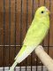 Parakeet Birds for sale in Clifton, NJ, USA. price: $25