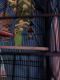 Parakeet Birds for sale in Lawrence, MA 01841, USA. price: $30