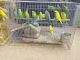 Parakeet Birds for sale in Garland, TX 75042, USA. price: NA