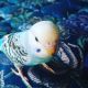Parakeet Birds for sale in Aurora, CO, USA. price: NA