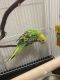 Parakeet Birds for sale in Waco, TX, USA. price: $10