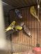 Parakeet Birds for sale in 1318 S Mallard Ln, Mt Prospect, IL 60056, USA. price: NA