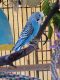 Parakeet Birds for sale in Troy, ID 83871, USA. price: $100