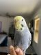 Parakeet Birds for sale in Lillington, NC 27546, USA. price: $250