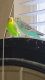 Parakeet Birds for sale in Folsom, CA, USA. price: NA