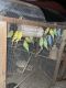 Parakeet Birds for sale in East Palo Alto, CA, USA. price: $25