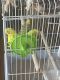 Parakeet Birds for sale in St Charles, MO 63301, USA. price: NA