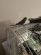 Parakeet Birds for sale in Cockeysville, MD 21030, USA. price: NA