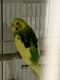 Parakeet Birds for sale in Hunterdon County, NJ, USA. price: $25