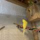 Parakeet Birds for sale in 152 Sunset Dr, Brockton, MA 02301, USA. price: $45