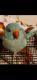 Parakeet Birds for sale in Danville, VA, USA. price: NA