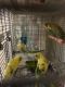 Parakeet Birds for sale in Brooklyn, NY 11210, USA. price: NA