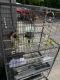 Parakeet Birds for sale in Danbury, CT, USA. price: NA