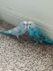 Parakeet Birds for sale in Montgomery, AL, USA. price: NA