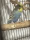Parakeet Birds for sale in Newport News, VA, USA. price: NA