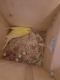 Parakeet Birds for sale in Decatur, TN 37322, USA. price: NA