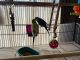 Parakeet Birds for sale in Dellroy, OH, USA. price: NA