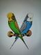 Parakeet Birds for sale in 2311 N Jay St, Kokomo, IN 46901, USA. price: $60