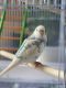Parakeet Birds for sale in Cleveland, OH, USA. price: NA