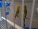 Parakeet Birds for sale in Belleville, NJ 07109, USA. price: $100