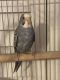 Parakeet Birds for sale in Boynton Beach Blvd, Boynton Beach, FL, USA. price: $100