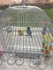 Parakeet Birds for sale in High Point, NC, USA. price: NA