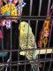 Parakeet Birds for sale in O'Fallon, IL, USA. price: NA