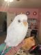 Parakeet Birds for sale in 880 Fairwood Dr, Culpeper, VA 22701, USA. price: $75