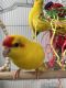 Parakeet Birds for sale in Cypress, TX, USA. price: NA