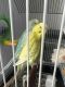 Parakeet Birds for sale in Richmond Hill, GA 31324, USA. price: NA