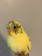 Parakeet Birds for sale in Cary, NC, USA. price: NA