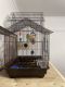 Parakeet Birds for sale in New York, NY, USA. price: $70